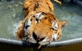 Happy Moment Rescued Tiger Enters Into A Pool For The First Time In His Life (Video).
