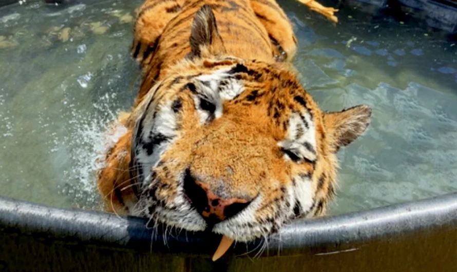 Happy Moment Rescued Tiger Enters Into A Pool For The First Time In His Life (Video).