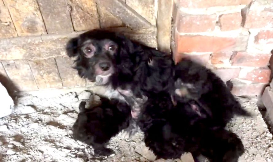 Abandoned Ill Dog Gave Birth In The ‘Middle Of Nowhere’ & They Starve For Weeks