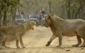 Lion And Lioness Arguing Reveals That All Couples Are The Same (Video).