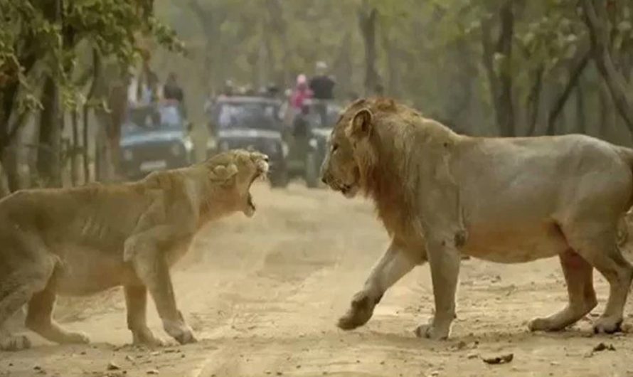 Lion And Lioness Arguing Reveals That All Couples Are The Same (Video).