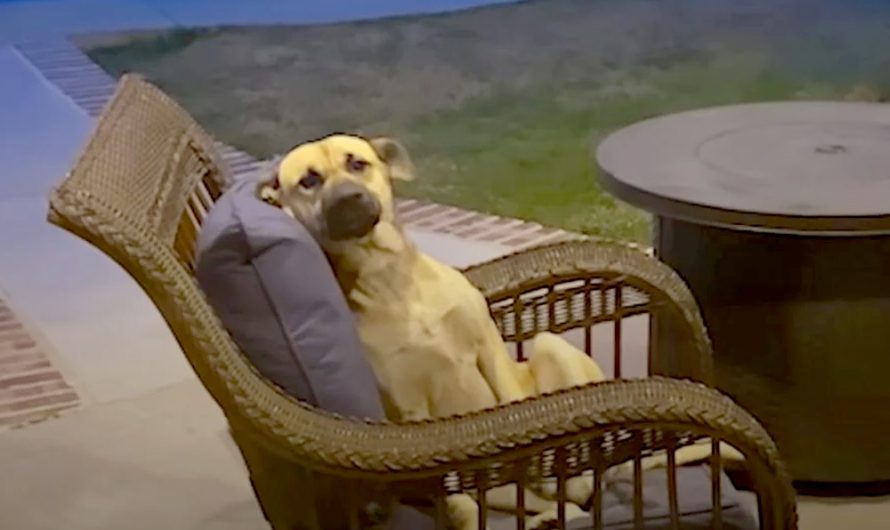 Lady Wakes Up To A New Dog Chilling On Her Back Patio