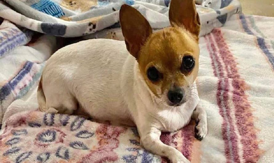 Wounded, Obese Chihuahua Left Behind In Vacant House When Family Moved