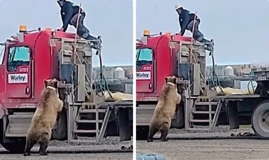 (Video) Grizzly bear chases oil-field worker onto cab of truck