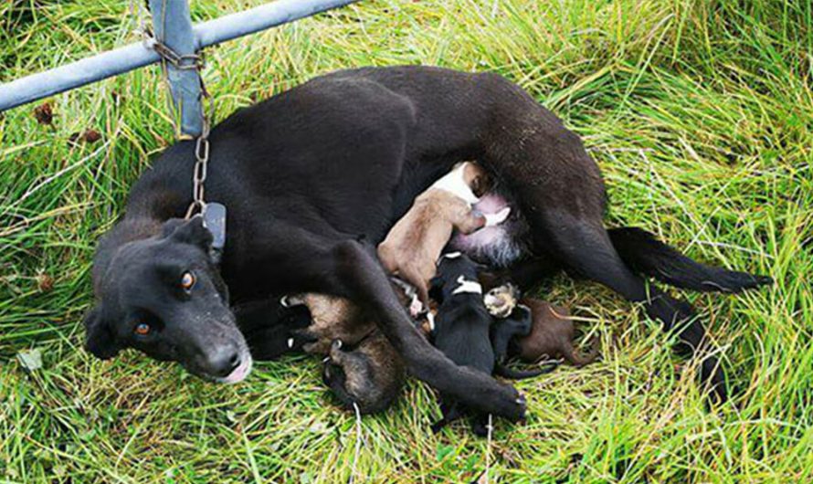 A Man Who Discovered A Chained Dog With Her Little Puppies, Had No Hope That They Would Survive