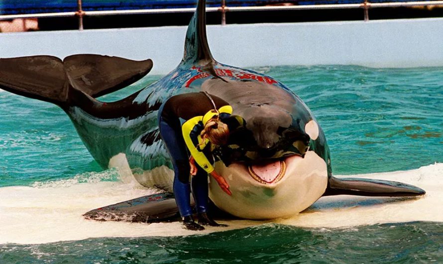 Florida Aquarium Plans to Return Lolita the Orca to Her ‘Home Seas’ After 50 Years in Captivity