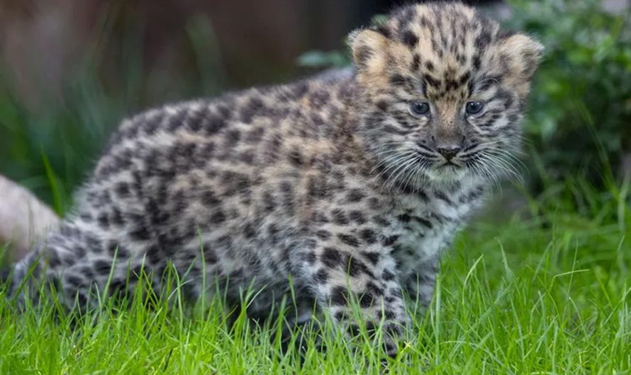 Critically Endangered Amur Leopard Twins Born at the San Diego Zoo: ‘A Glimmer of Hope’.