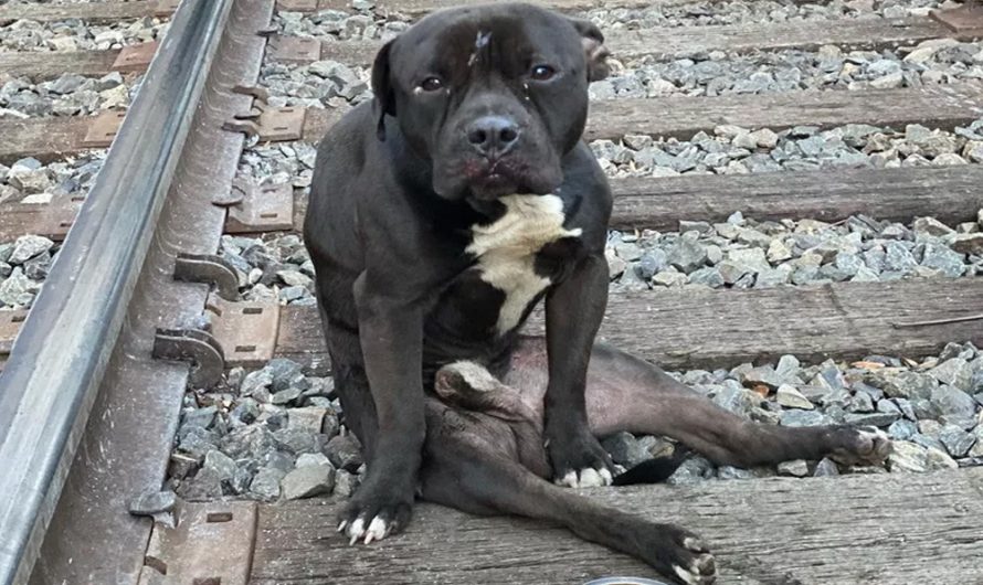 Deserving Dog Rescued from Philadelphia Train Tracks Gets Adopted and Finds ‘Nothing But Love’
