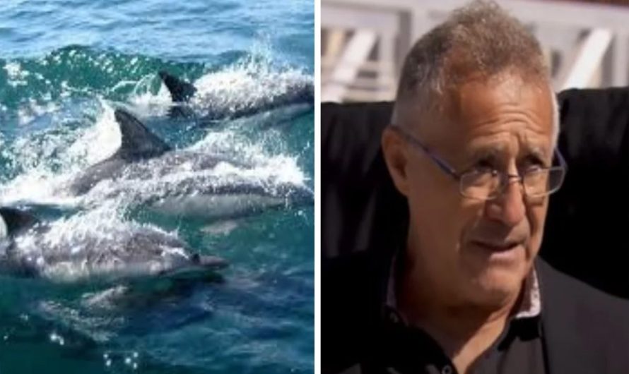 Sailor credits pod of dolphins for leading him to a drowning woman and helping to save her life