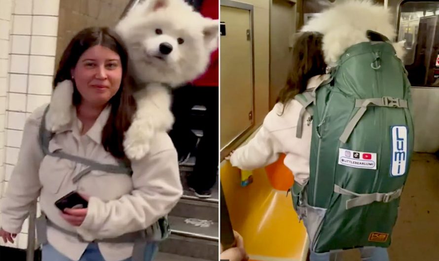 Woman Carries 52 Lbs. White Samoyed Dog in Backpack to Beat Rule on N.Y.C. Subway