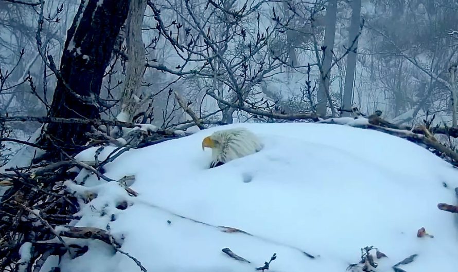 Bald Eagle That Went Viral for Securing Her Eggs Through Winter Season Storms Loses Her Only Chick