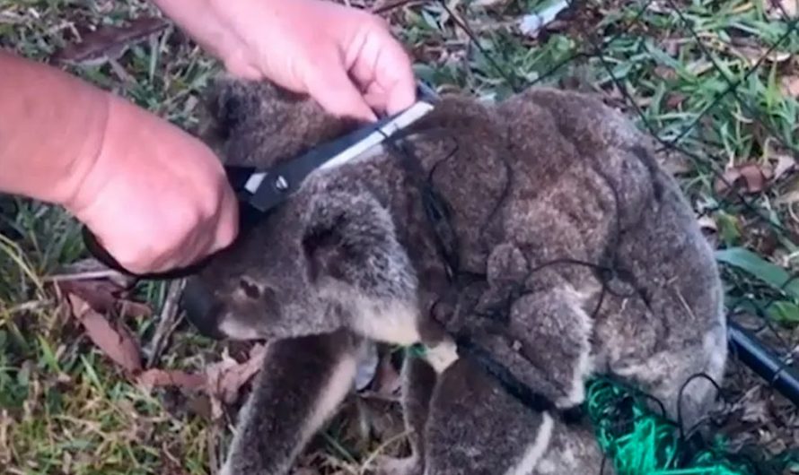 Woman cuts koala free from fence and his ‘thank you’ has touched over 1.5 M hearts