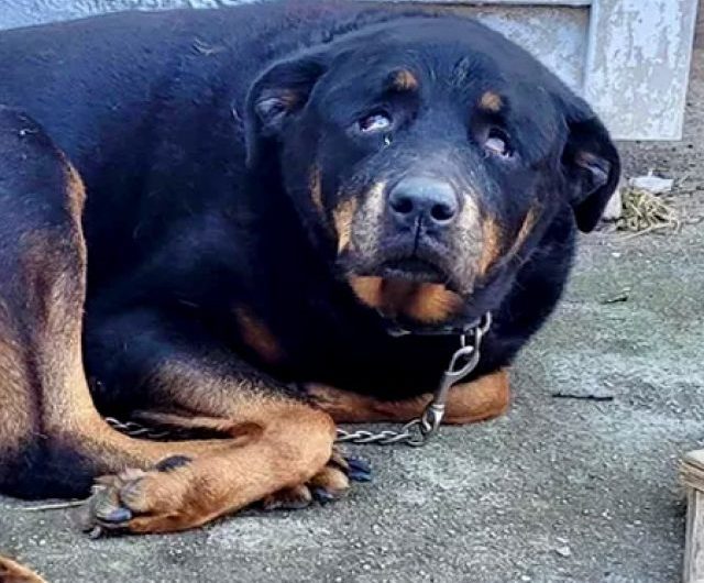 New Jersey Rescuers Save ‘Gentle’ Senior Dog Abandoned Outside on a Short Chain in the Cold