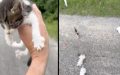 Man Believes He’s Saving A Kitten , Gets Ambushed By An Entire Group Of Them