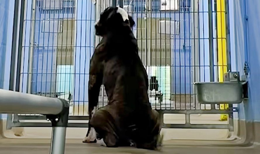 Dog Other Witnessed Puppies Go Home As He Stayed Locked In His Kennel