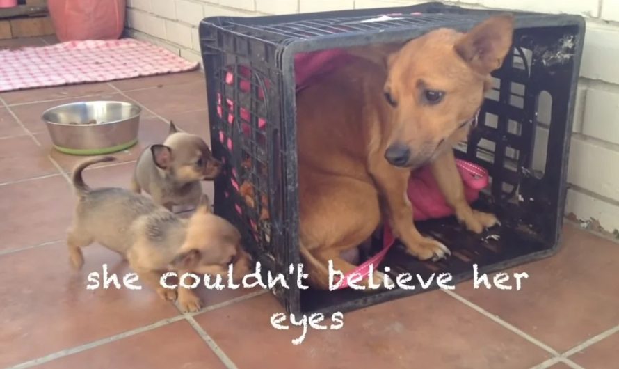 Abused Mother Dog Missed Her Little Children, Then She Looked Out Of Her Crate.