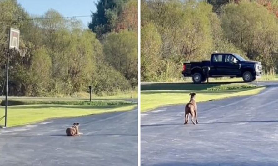 Dog Waits All Day For The Guy Who Rescued Her To Come Home From Work