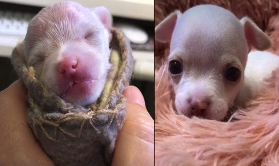 Tiny Chihuahua Puppy Born Prematurely Musters Up Some Energy To Play With Toys