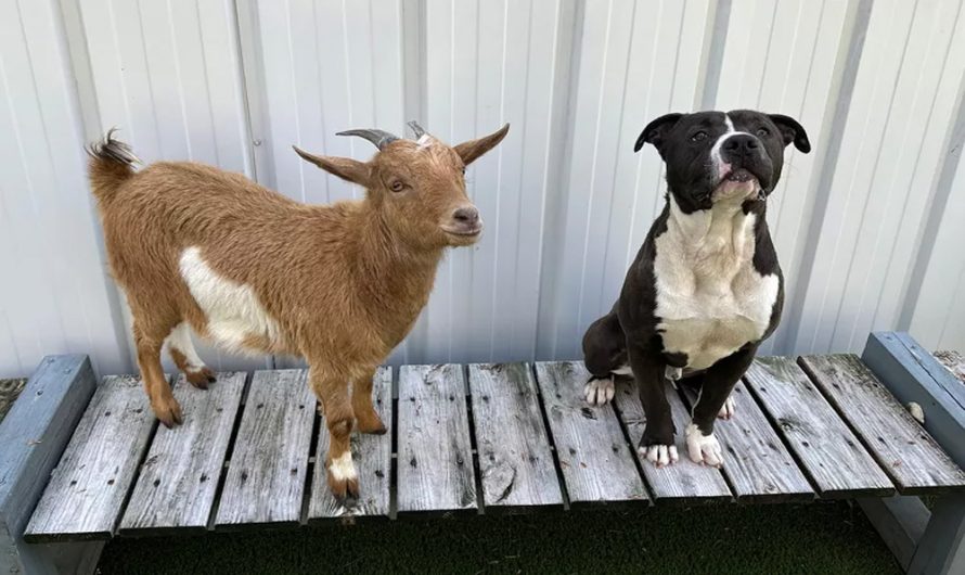 Bonded Dog and Goat Pair Find Farm Home Where They Can Be Best Buddies Forever