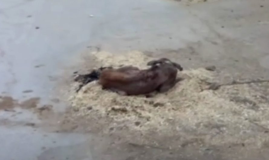 Dog Lay In A Pile Of Hay In The Road Looking For Any Little Bit Of Comfort