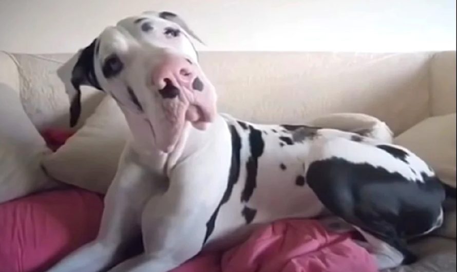 Mother Forgot To ‘Cuddle’ Her Fantastic Dane In The Early morning, So He Increased A Complaint