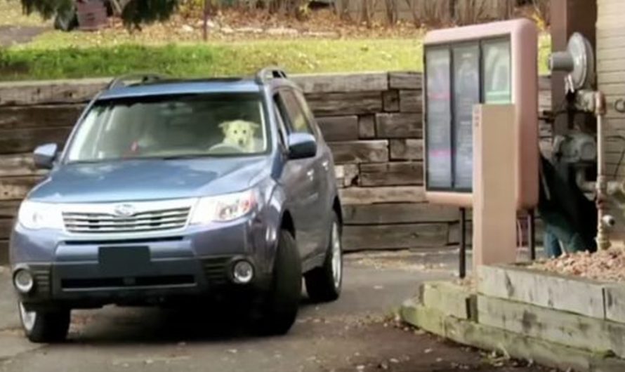 Two Dogs Pull Up To The Drive Thru, Realize They Should’ve Just Gone Inside