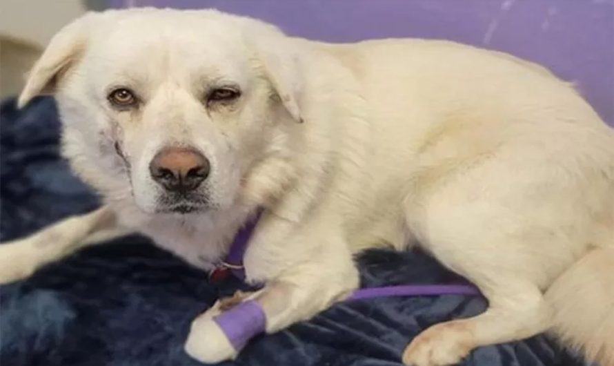 Stray Texas Dog Shot Over 4 Times Is Preparing to Find His Adopters After Surviving Abuse
