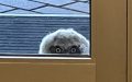 School staff looks out the window and realize they’re being watched