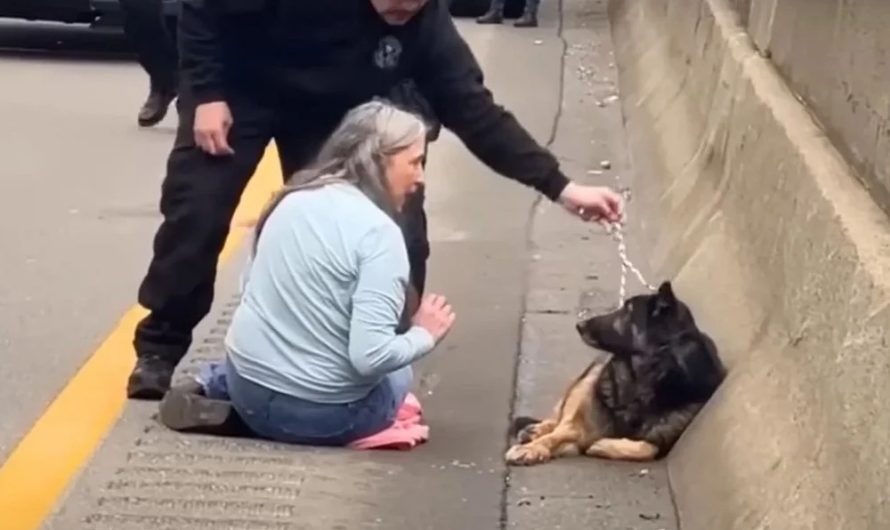 Woman Jumps Onto Freeway To Save Loose German Shepherd Dog Who Got Hit By A Vehicle.