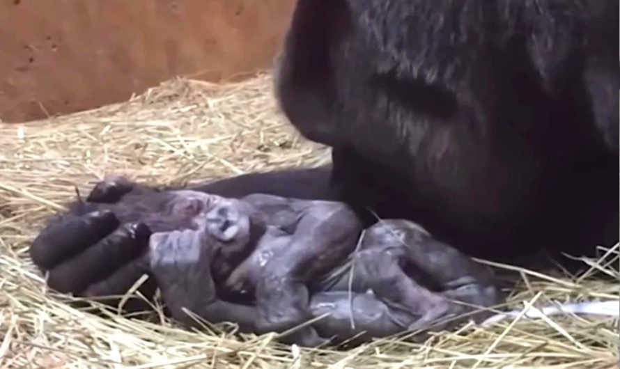 Pregnant Gorilla Gives Birth, After That Does The Most ‘Humanlike’ Point To Her Baby.