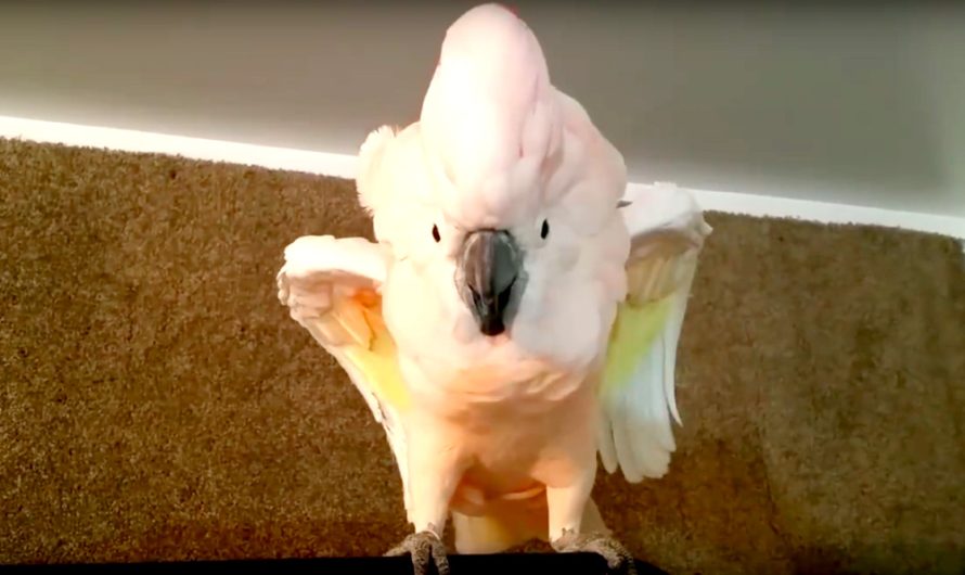 Cockatoo Refuses To Go To Her Cage, Throws Funny Temper Tantrum