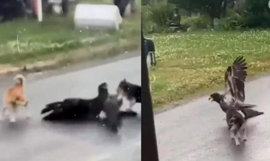Brave Little Dog Faced Off With An Eagle To Rescue His Friend