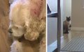 Dog Is Attacked While Out In The Garage, However The Family Cat Saves The Day.