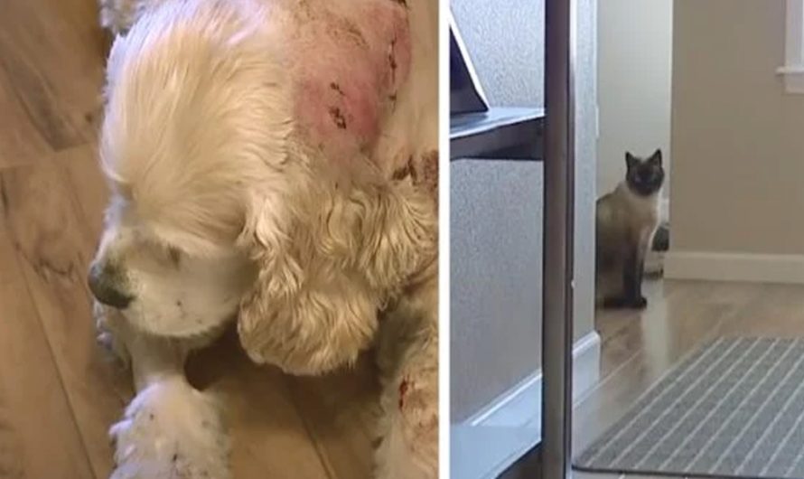 Dog Is Attacked While Out In The Garage, However The Family Cat Saves The Day.