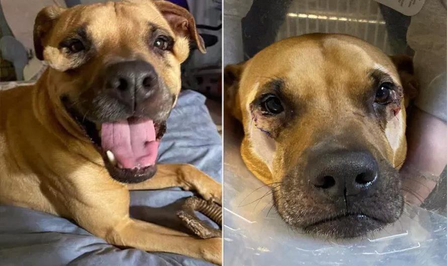Orlando Shelter Dog Called ‘Ugly’ by Potential Adopters Finds Home Where She Is ‘Cherished’.