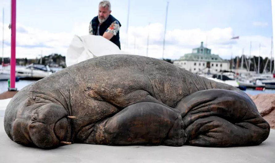 Sculpture of Freya the Boat-Sinking Walrus Unveiled 8 Months After Animal’s Controversial Death.