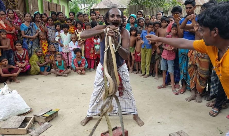 Amazing Street Art: A Mesmerizing Video of Indian Snake Charmers’ Captivating Performances (VIDEO).