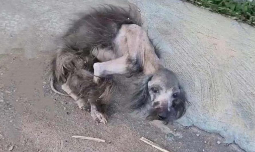 After suffering from a serious illness, the little dog was cruelly abandoned, leaving it alone and defenseless, which angered netizens
