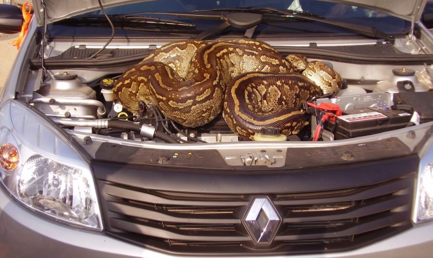 The couple witnessed the 16 meter long python curled up in the car like its nest, sending chills dowп the car owner’s spine (VIDEO)