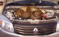 The couple witnessed the 16 meter long python curled up in the car like its nest, sending chills dowп the car owner’s spine (VIDEO)