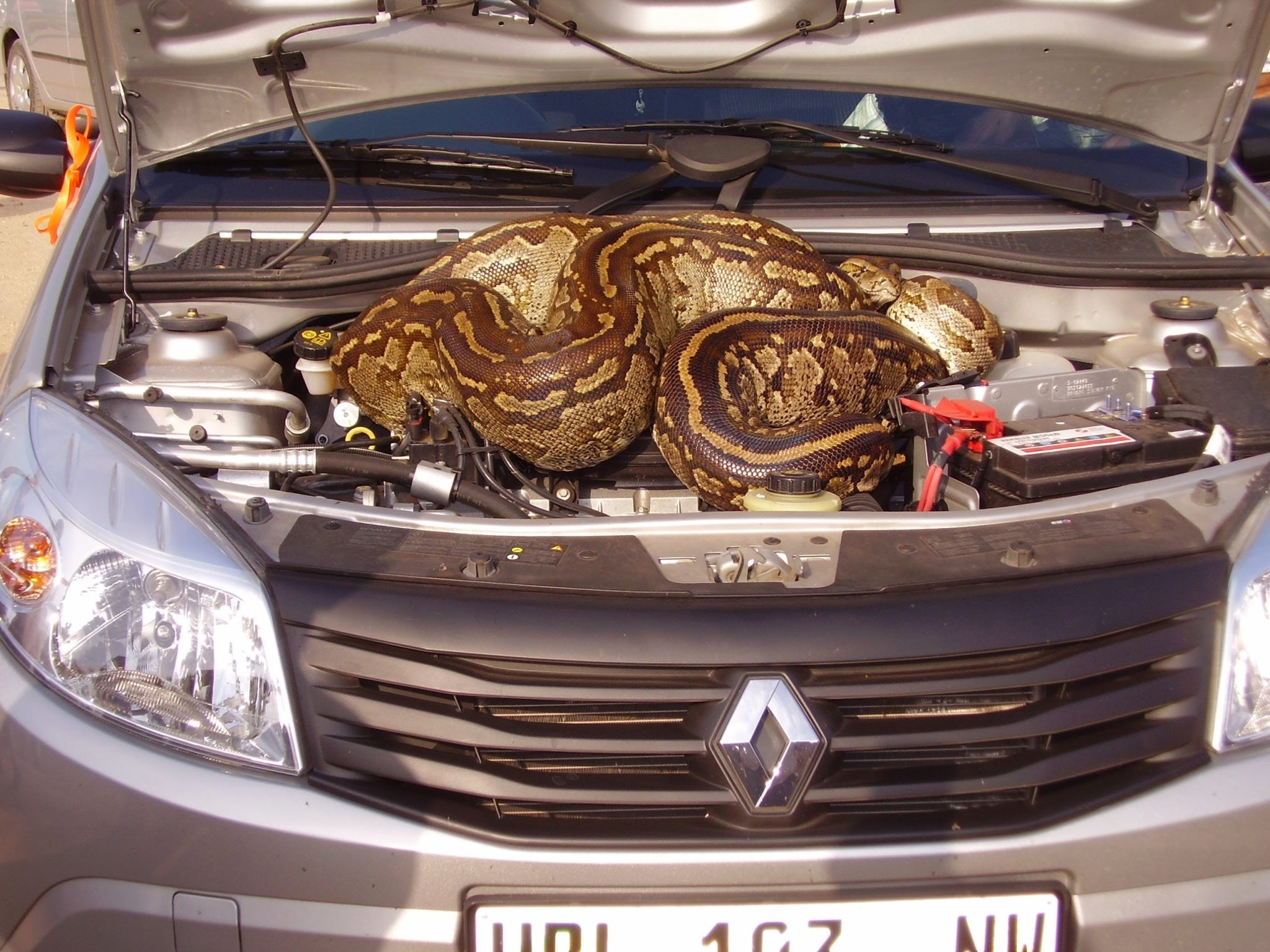The couple witnessed the 16 meter long python curled up in the car like ...