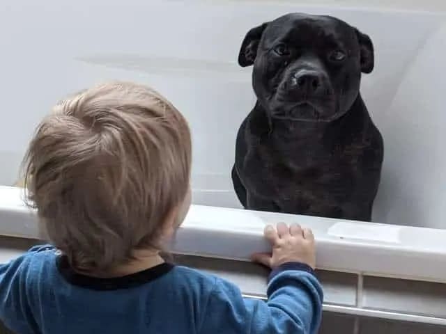 Dog that ‘hates baths’ caught sneaking into neighbor’s house every night to join kids’ bathtime