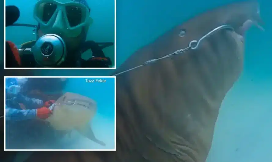 Brave scuba diver rescues hooked shark entangled on artificial Florida reef, wild video shows