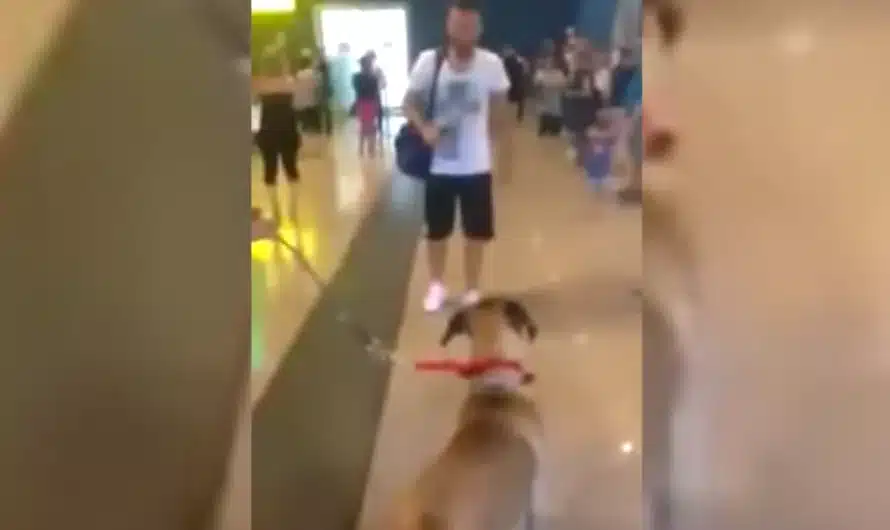 Dog Stops And Stares At The Owner He Hasn’t Seen In Three Years