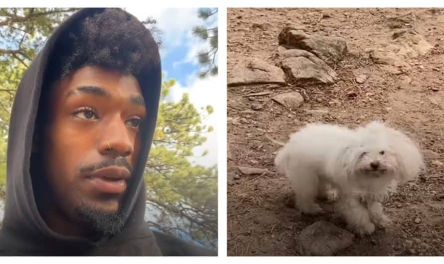 Football Player Goes On Hike To Unwind, Finds Dog And Kitten At The Top