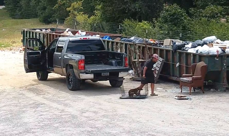Woman Drags Dog In Crate Over To The Dumpsters To Leave Him For Good