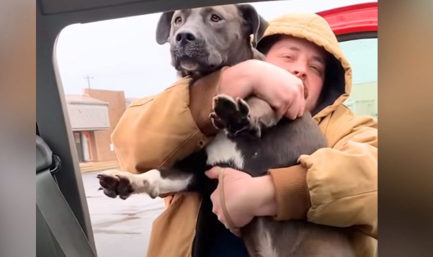 Husband sees abandoned pittie running through parking lot and jumps into action to help