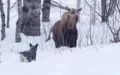 Dog Wants To Make A New Friend, But The Feeling Isn’t Mutual