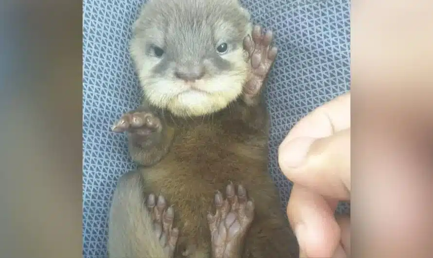 15 adorable photos of baby otters that will instantly brighten your day