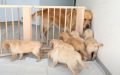 Golden retriever daddy has adorable first ‘meeting’ with puppies and melts 3.8M hearts